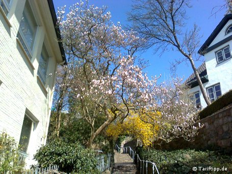 Frühling in Blankenese: Die Blüten dieses Baums werden leider nicht sonderlich detailliert dargestellt